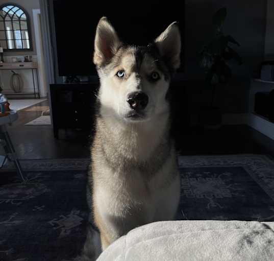 Photo of Dakota
