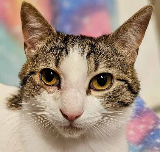 Photo of Oliver - RC PetSmart