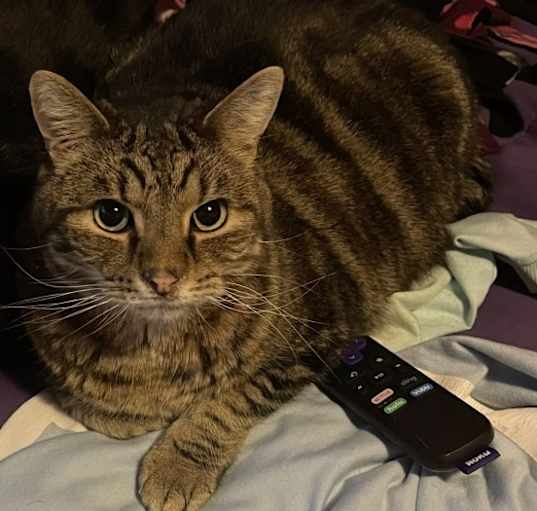 Photo of Moo