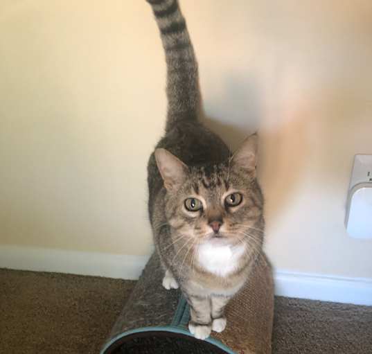 Photo of Miss Socks