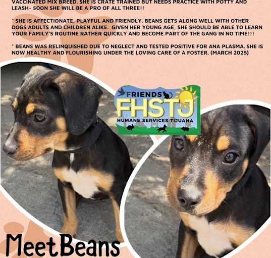 Photo of Beans