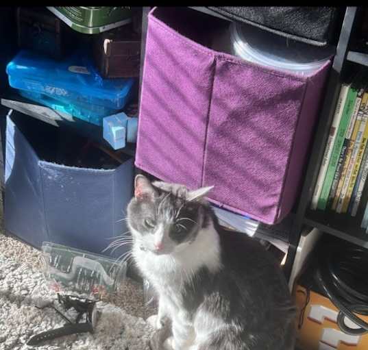 Photo of Jax
