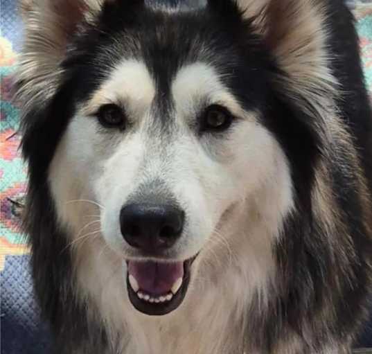 Photo of Sitka