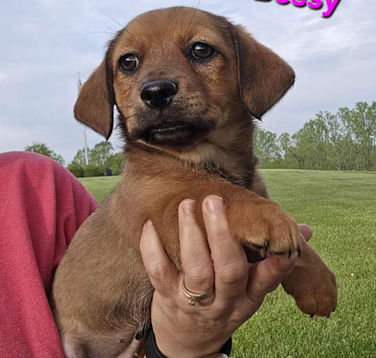 Photo of Bessy