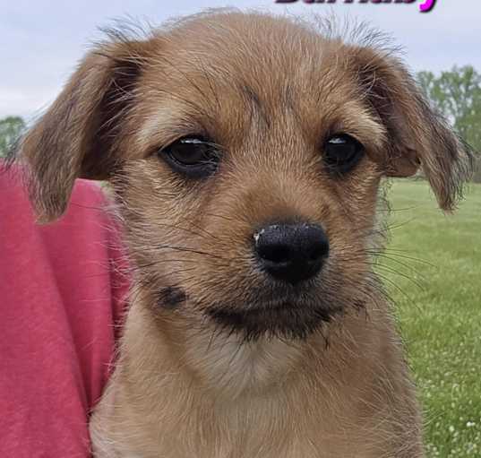 Photo of Barnaby