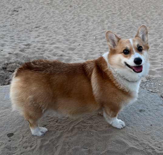Photo of Archie