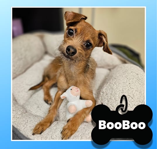 Photo of BooBoo