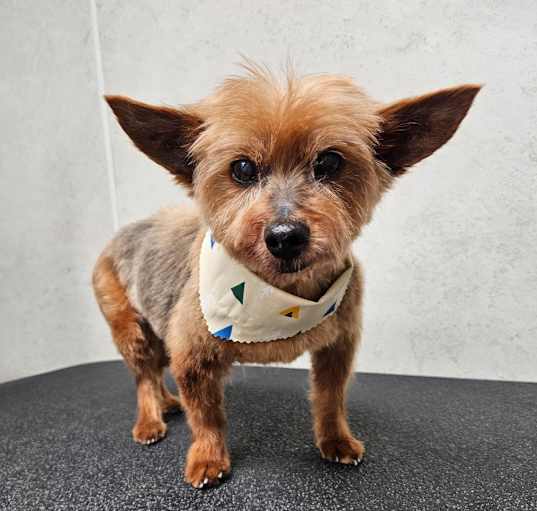 Photo of Pip