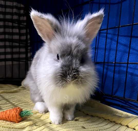 Photo of Honey Bunny