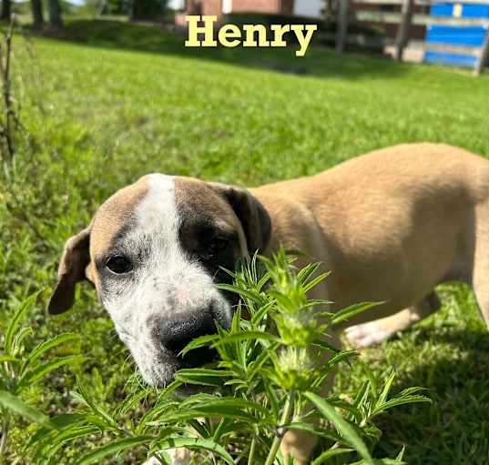 Photo of Henry