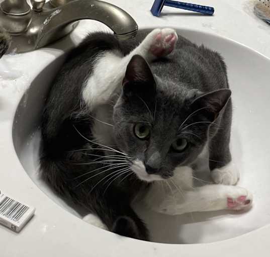 Photo of Artemis