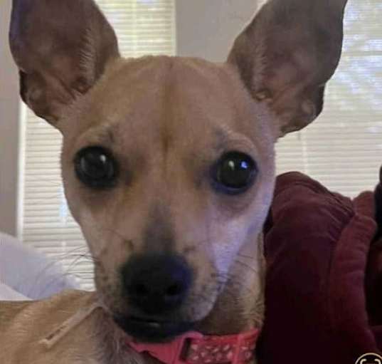 Photo of Lola (aka Holly)