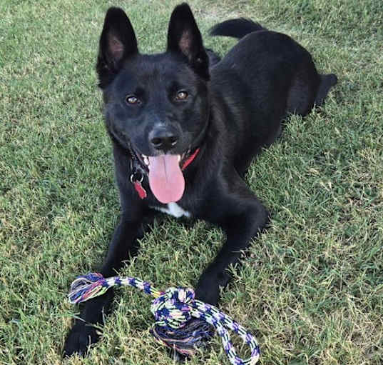 Photo of Dodge