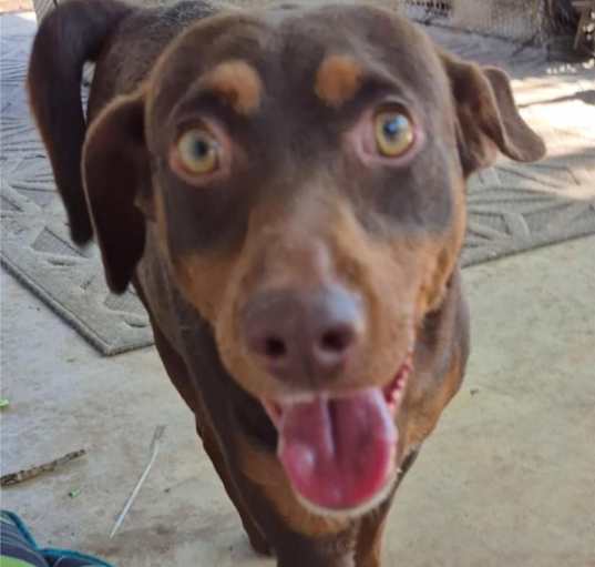 Photo of Dobbie