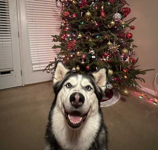 Photo of Bailey