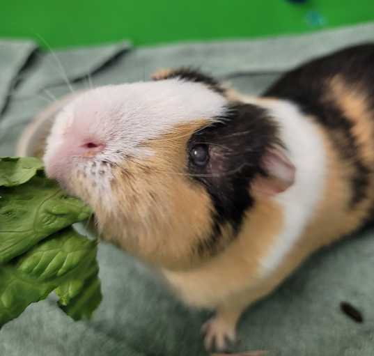 Photo of LOUIE
