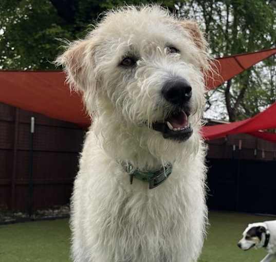 Photo of Daisy