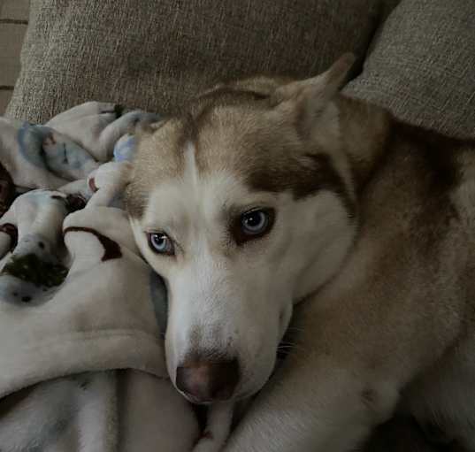 Photo of Luna