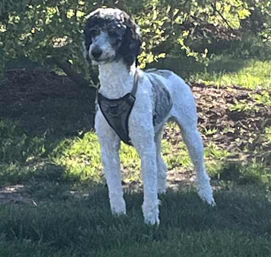 Photo of Muppet