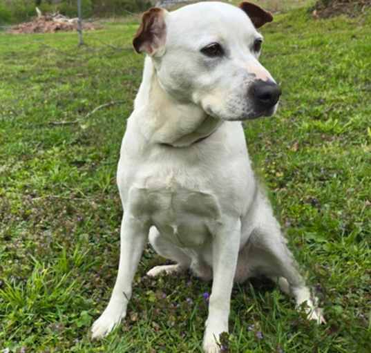 Photo of Bailey