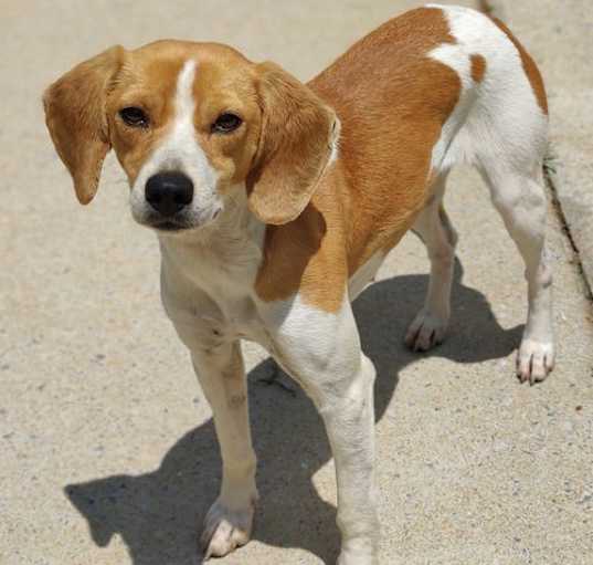 Photo of Willow