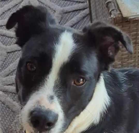 Photo of Clyde