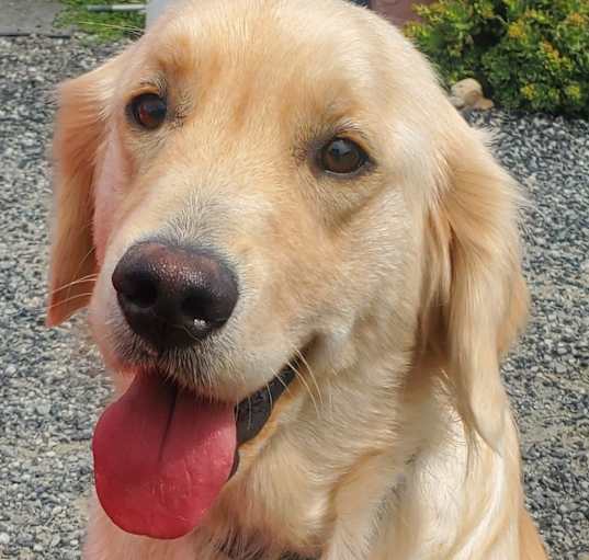 Photo of Opal