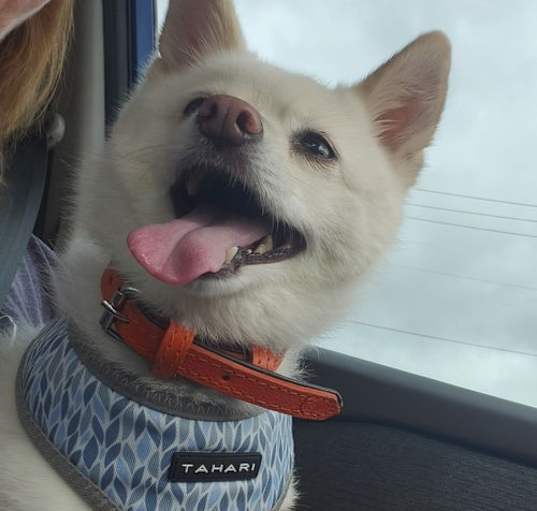 Photo of Polar