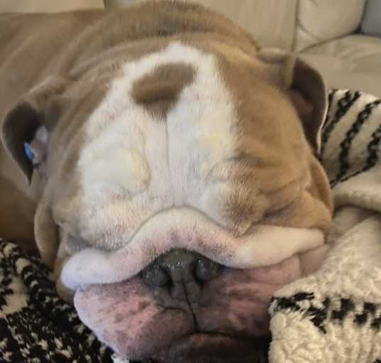 Photo of Iggy
