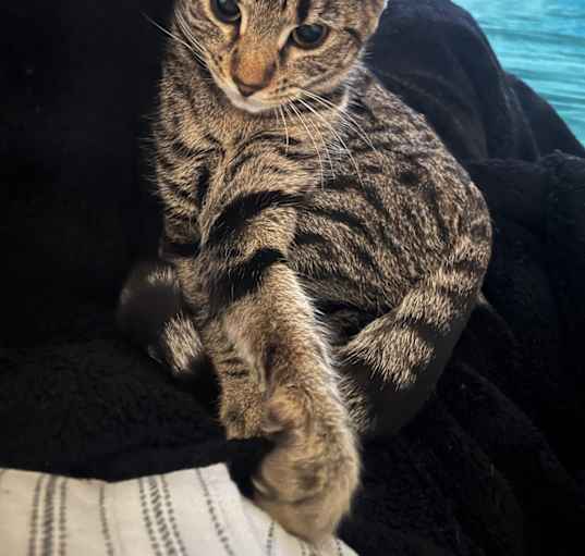 Photo of Kitty
