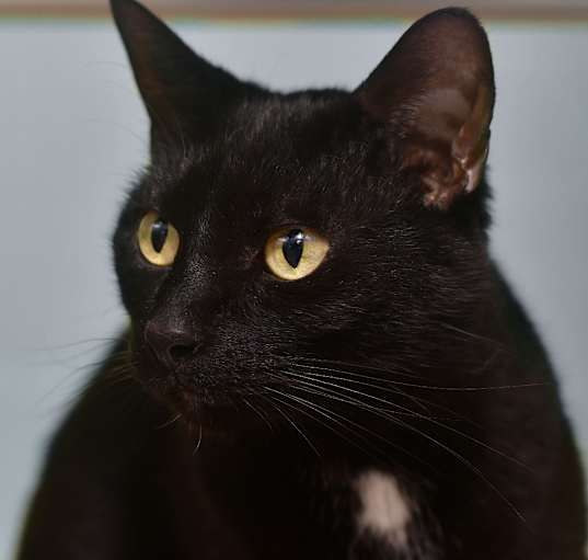 Photo of Tulip