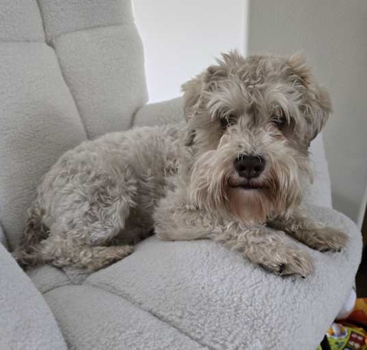 Photo of Tucker