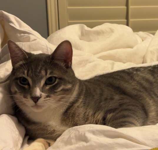 Photo of Milo