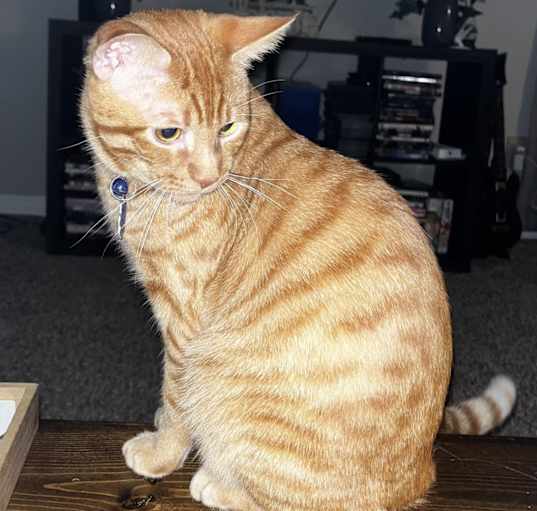 Photo of Mufasa
