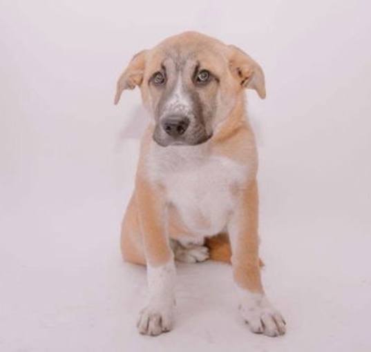 Photo of Peanut Butter Pat