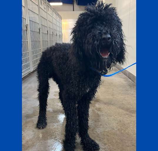 Photo of Dog Kennel # 28 Tucker