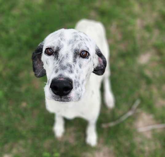 Photo of Speckles JuM