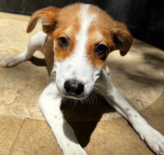 Photo of Toffee