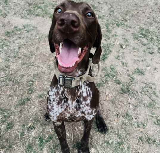 Photo of Scout