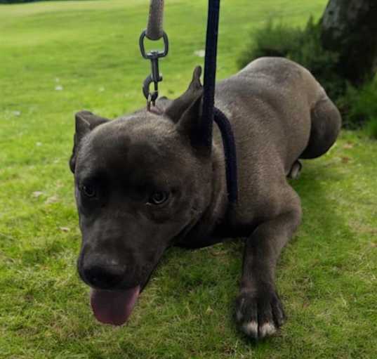 Photo of DANTE