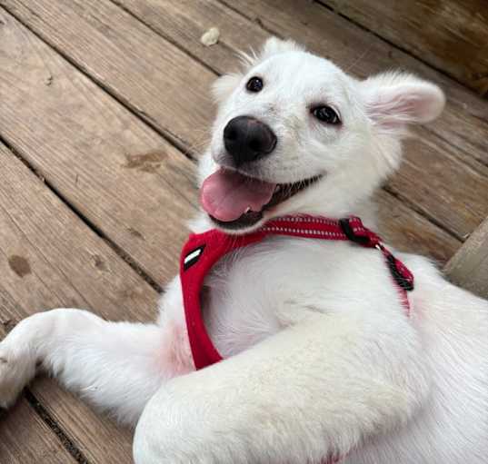 Photo of Alfie