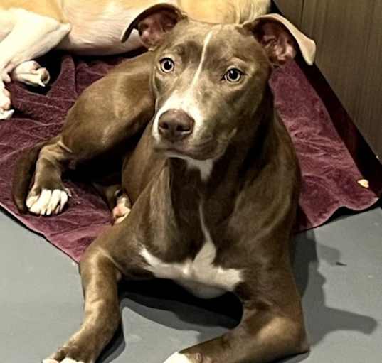 Photo of Mocha-in foster home