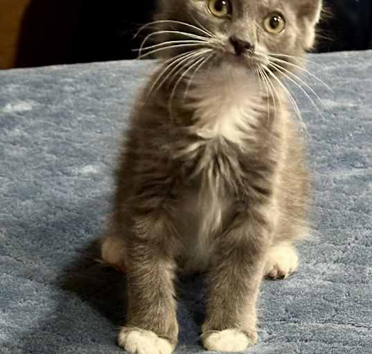Photo of Thistle