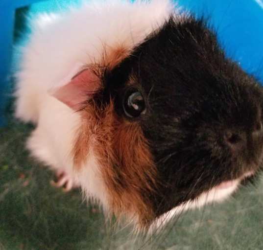 Photo of Taffy *Courtest Post