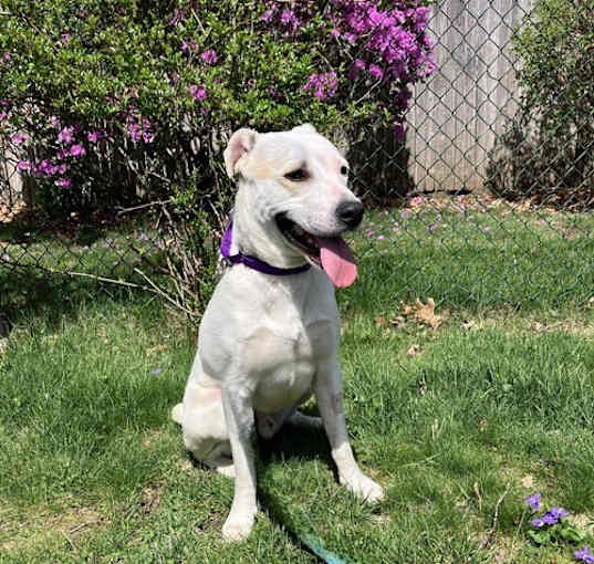 Photo of Archie