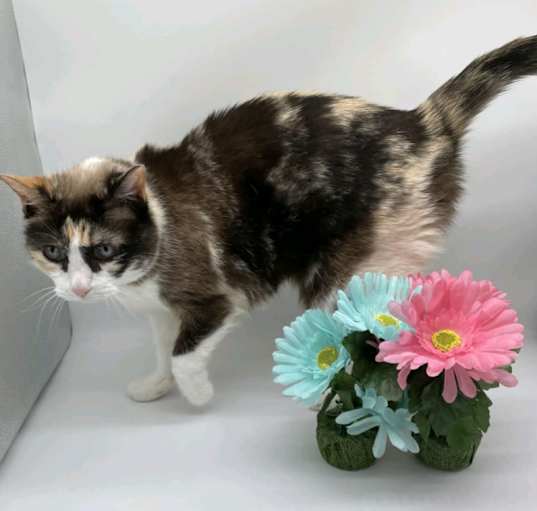 Photo of Callie XXXI