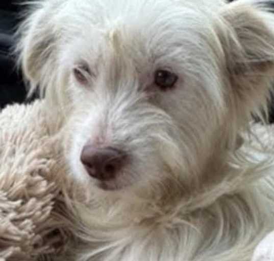 Photo of Valentine (Val)