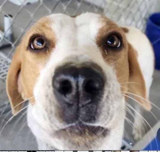 Photo of Penny (in foster)