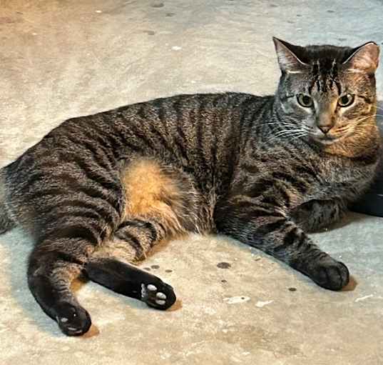 Photo of Penny