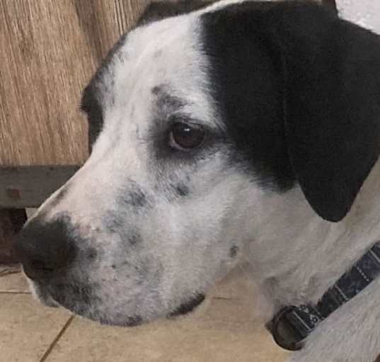 Photo of Brandi (in foster)